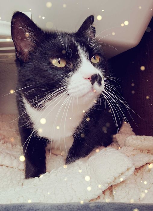 Adoptie pisica neagra curte Martafica