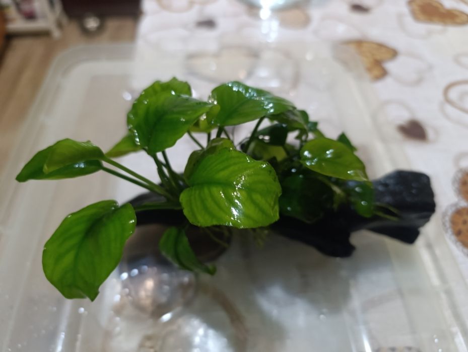 Расписание в аквариум