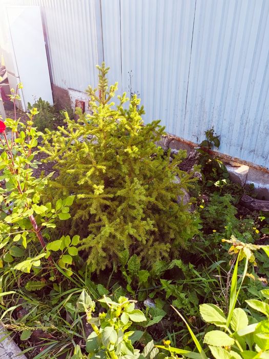 Продам саженцы деревьев икустарников