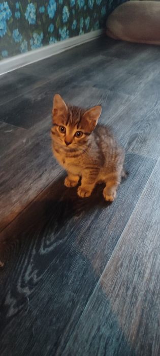 Отдам в добрые руки