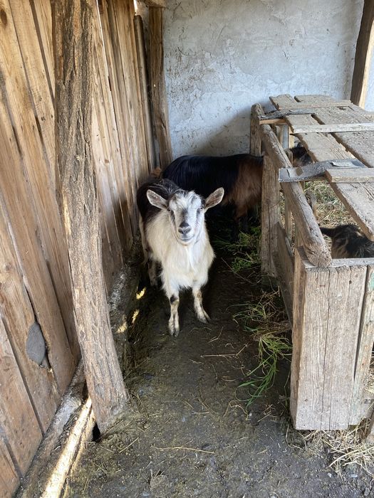 Capre cu iezi de vanzare