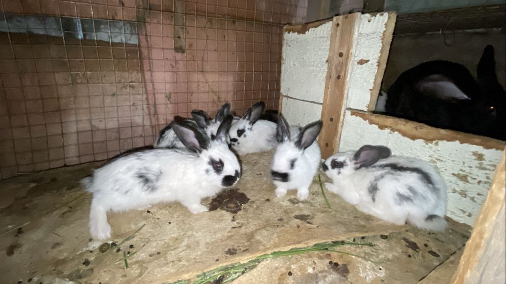 9 ta quyonchasi bilan urg‘ochi quyon sotiladi