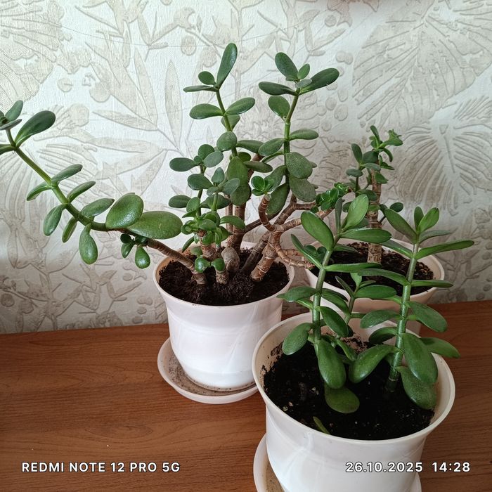 Комнатные растения