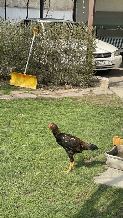 Дакан 5 жарым айлық күздік