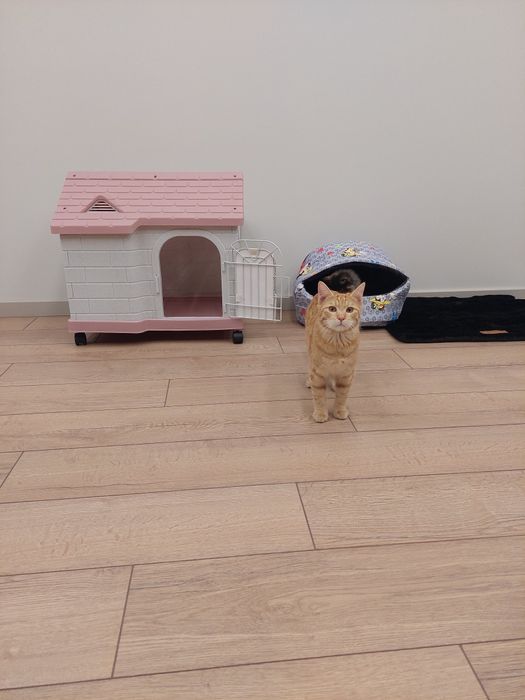 Котенок мальчик кастрирован Ташкент