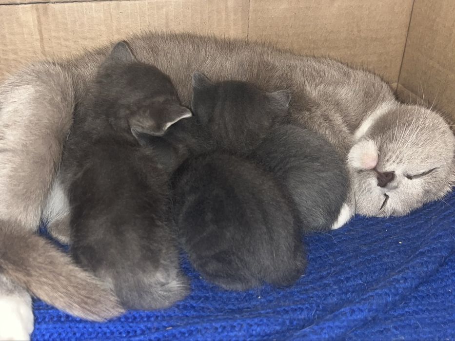 Котенок ищет родителей!!!