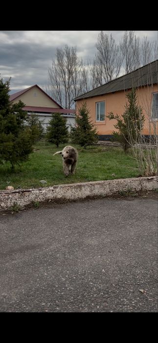 Кушык сатылады тазаканды алабай ургашы