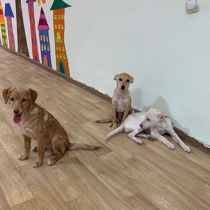 Щеночки звоночки