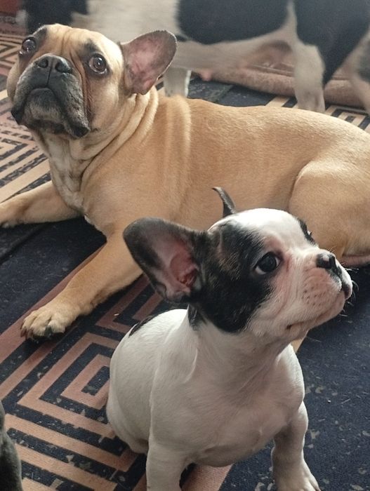 Щенки французского бульдога