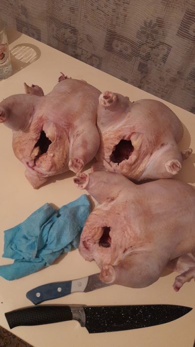 Куры домашние бройлер