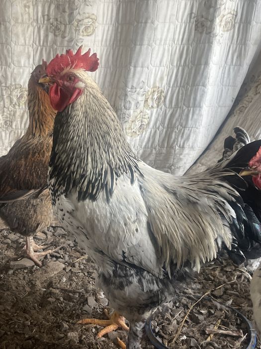 Брама қораздар жас 7 айлык