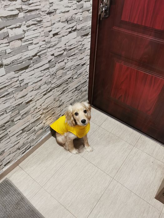 Продавам малко куче Кокер Шпаньол