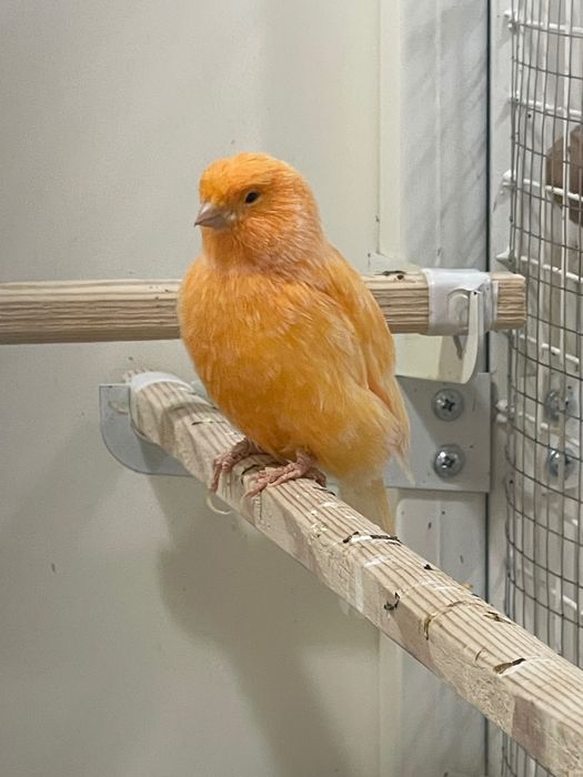 Продаются цветные канарейки