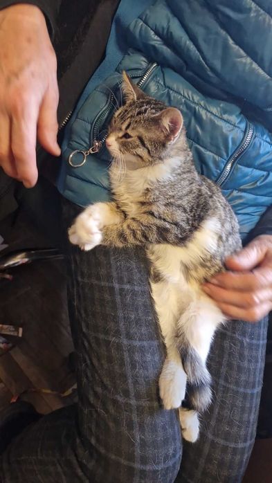 Котета на около 2 месеца в гр.София, Лозенец