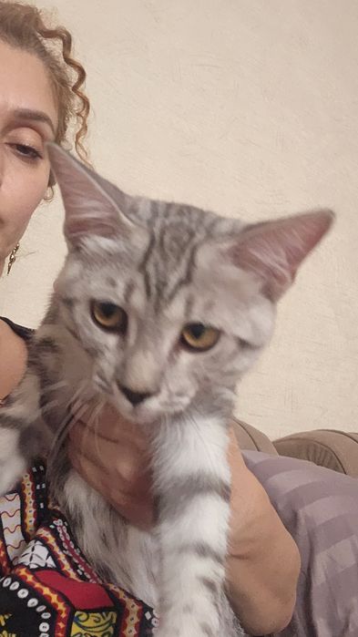 Отдам кота 7 месяцев