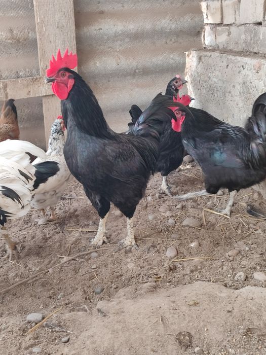 Продаются домашние черные петухи. Кора хонаки хурозлар сотилади