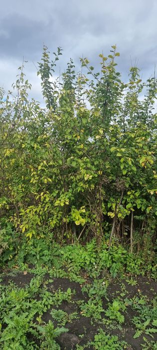 Продам  земельный участок