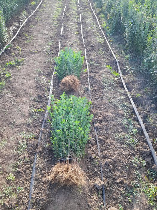 лигуструм овалифолиум за жив плет