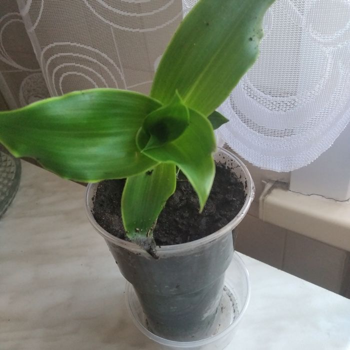 Растение, Золотой ус.