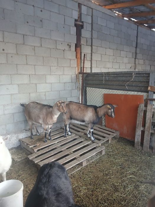 Ешкі теке козы лақ