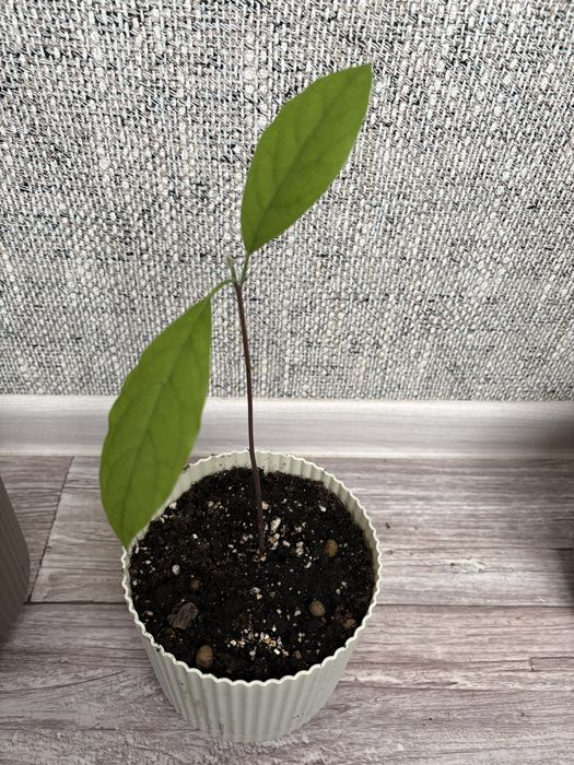 Продаю Дерево авокадо