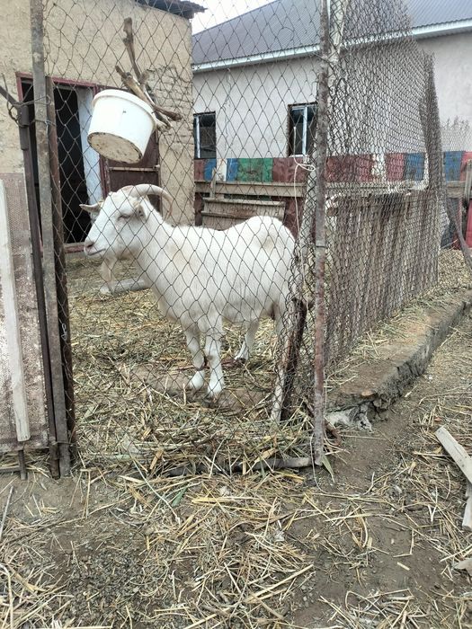 Ешкі сатылад   ы