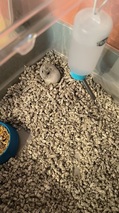 Hamster cu tot cu cușcă.