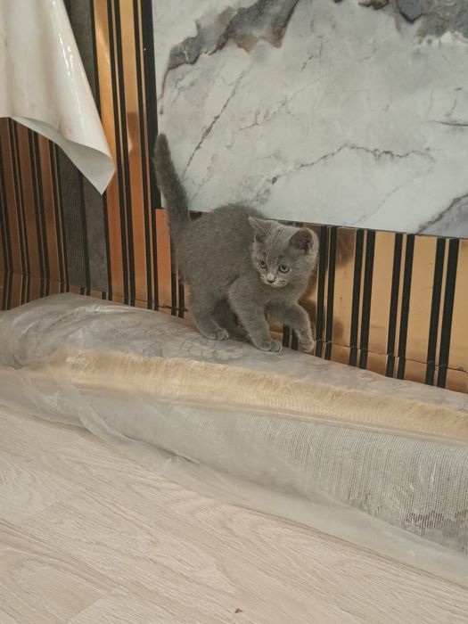 Продам кошку британский