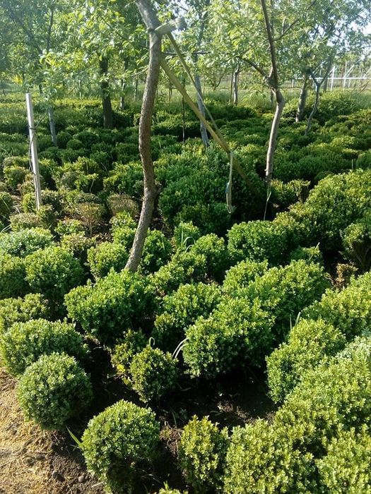 Vând Buxus Gard Viu