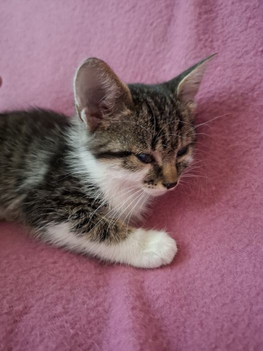 Много мило женско котенце на 3-4 месеца