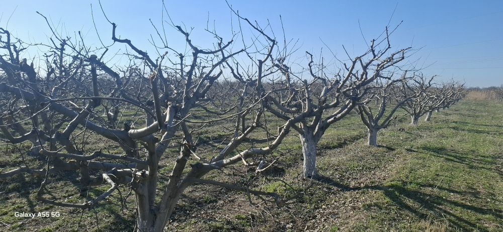 Яблоневый сад, кх