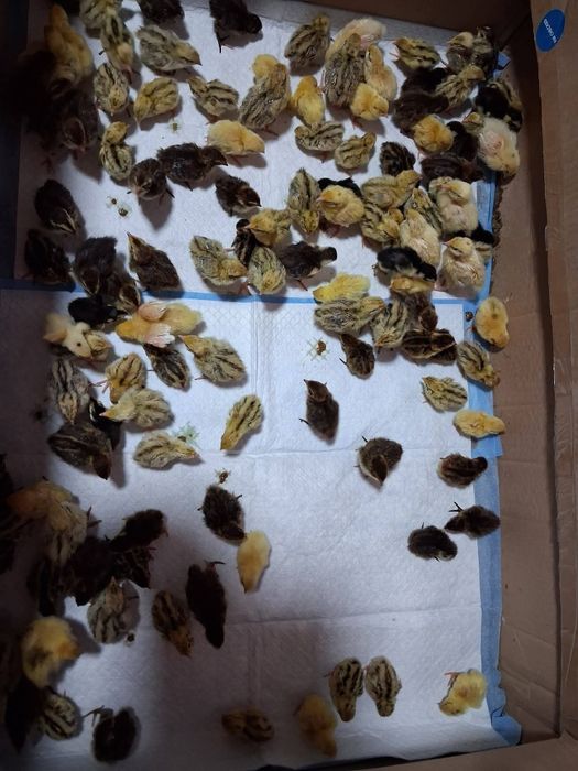 Pui de Prepeliță : Celadon, Japoneza Gigant,  Jumbo Gold,  Giganta Polara