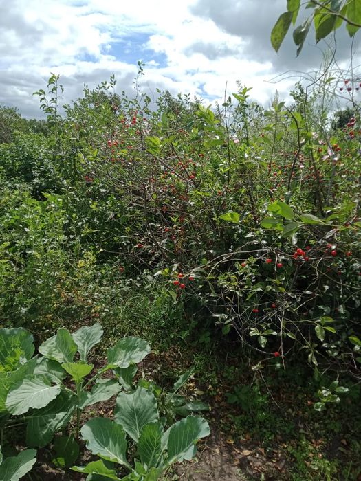 Продам дачу  село белое