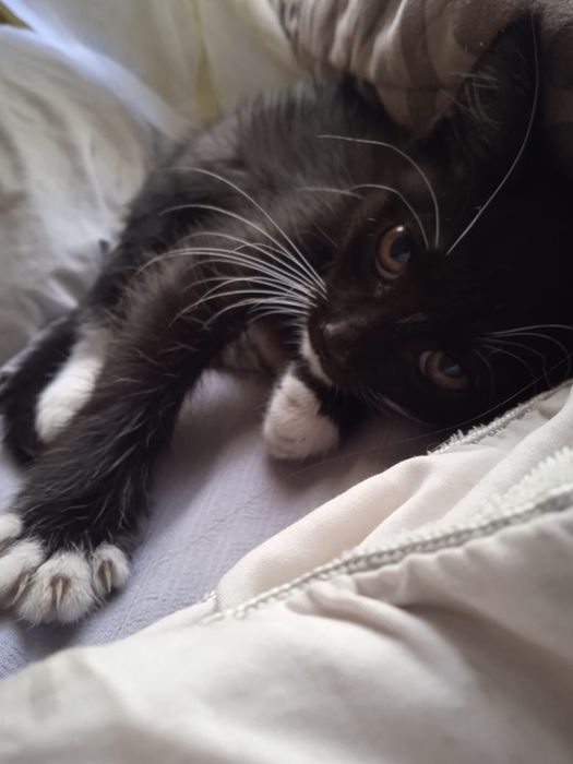 Котенок мальчик