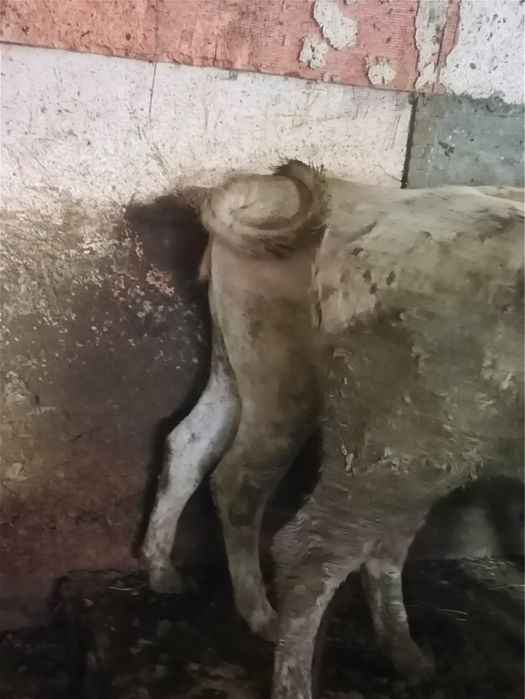 Байланған құнажын сиыр сатылады