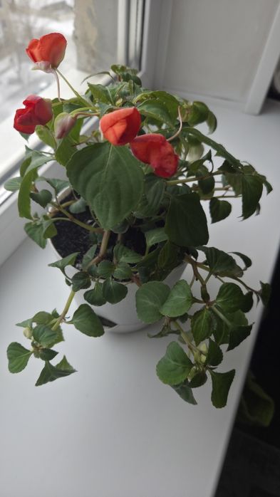 Домашний цветок бальзамин