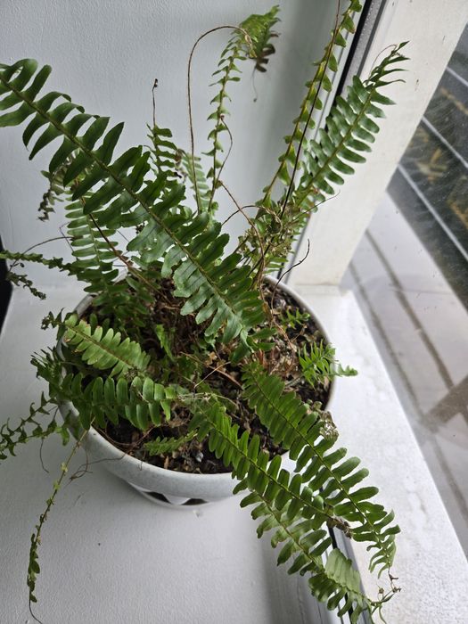 Продам папоротник