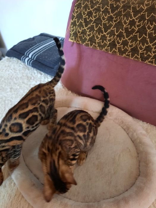 Бенгальские котята.