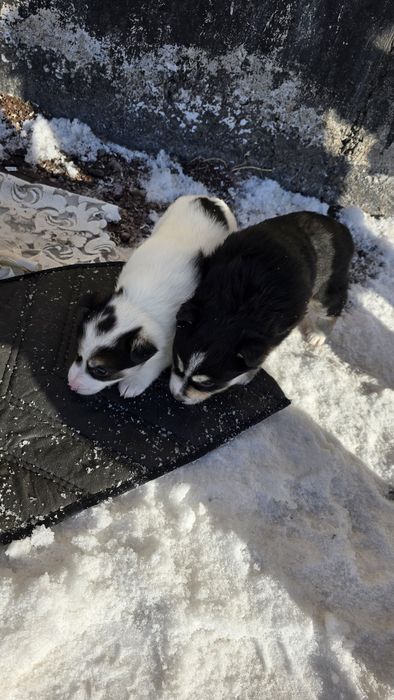 Щенки бесплатно.