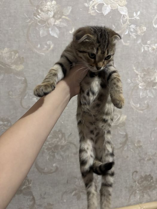 Отдаю котят.