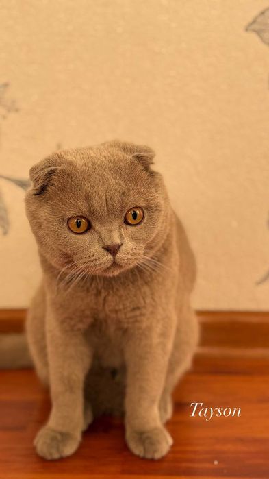 Scottish fold mushuk