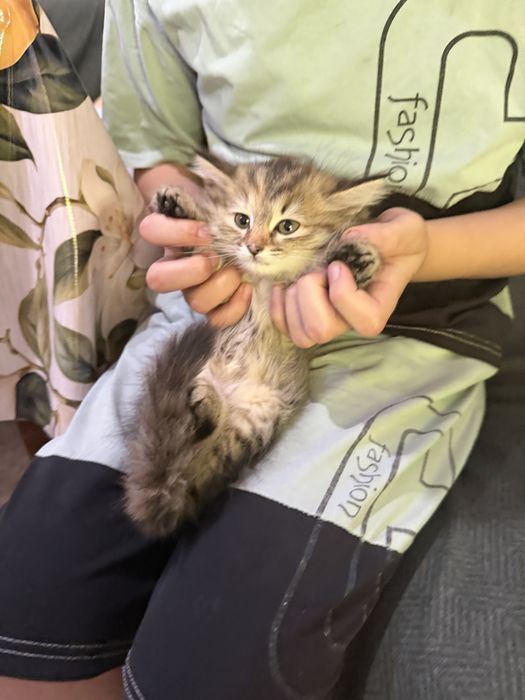 Котята Mushukcha sotiladi ko’rim yidi parodali