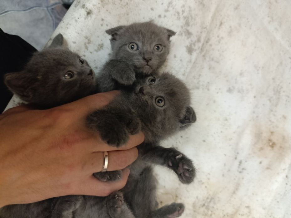 Котята шотландцы