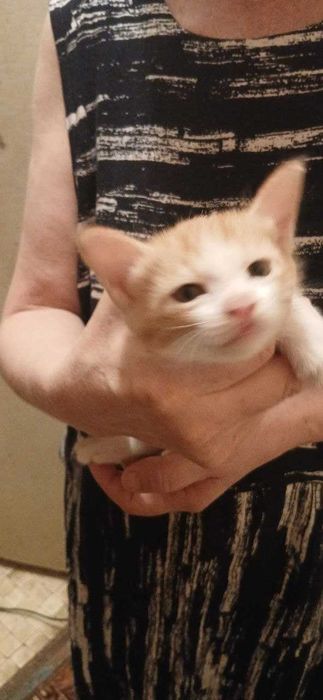 Котята почти 2 месяца