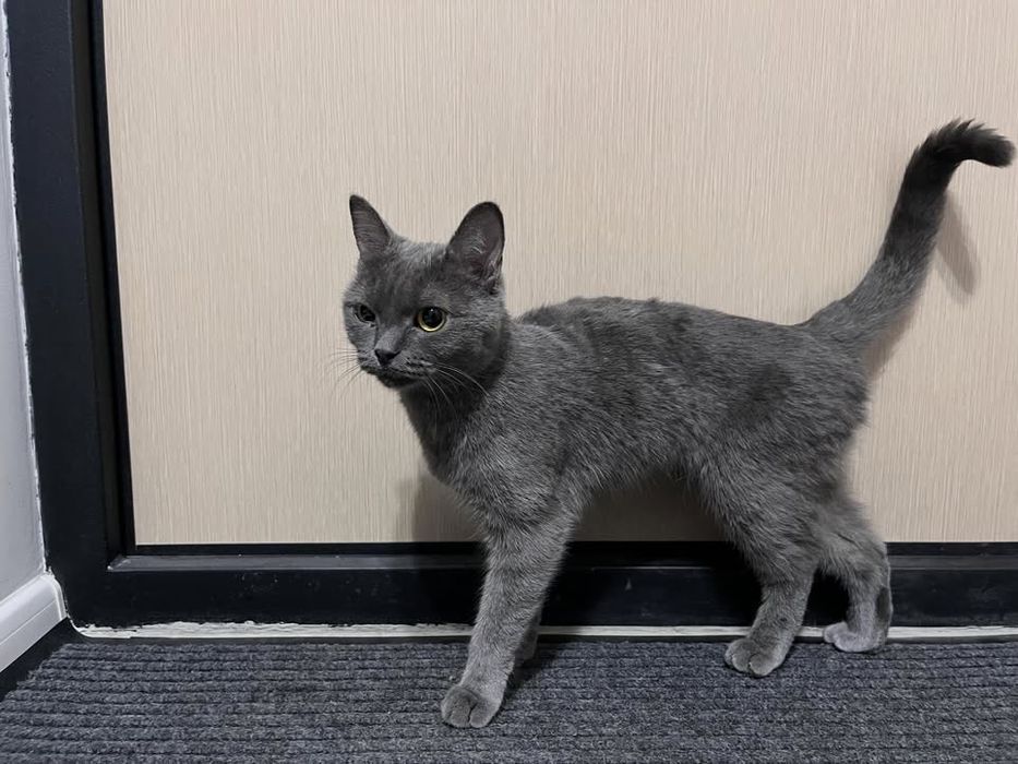 Кошка британская