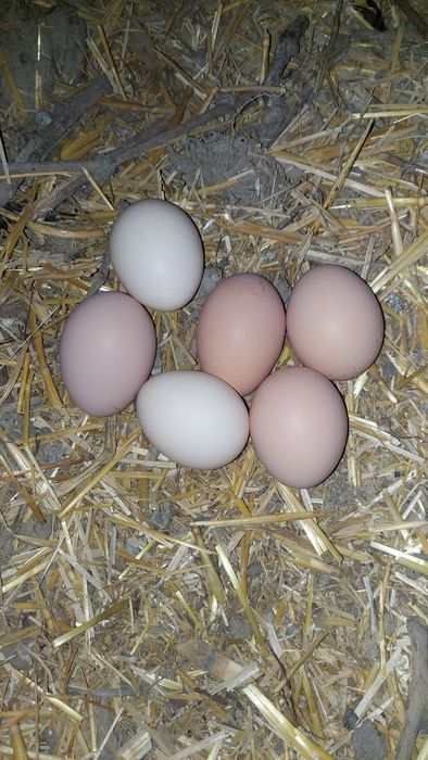 Брама тухумлари 10.000 минг сум