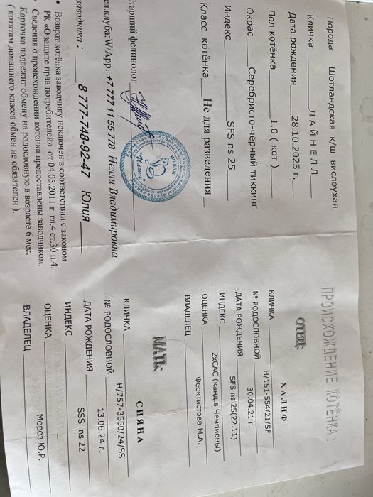 Продам кошку с документами 10 месяцев