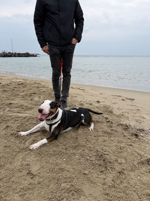 Регистрация на кученца миниатюрен бултериер