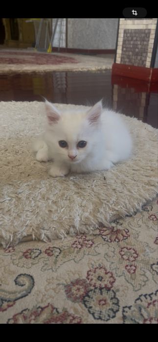 Белоснежная Мэйн Куниха