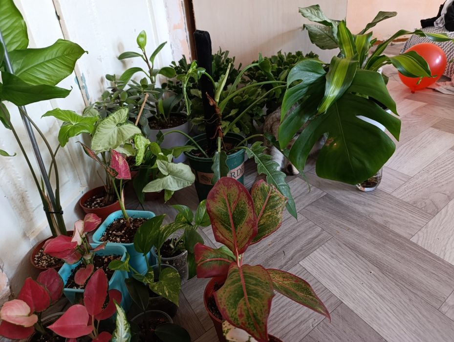 комнатные цветы Оптом